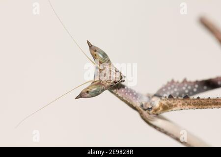 African stick mantis (Heterochaeta orientalis Stock Photo - Alamy