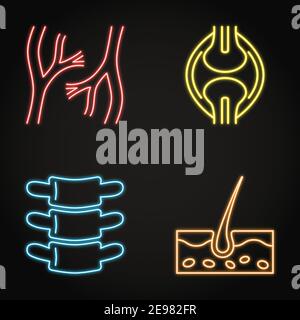 Human organs neon icon set in line style. Blood vessels, bones joint, vertebra and skin symbols collection. Vector illustration. Stock Vector