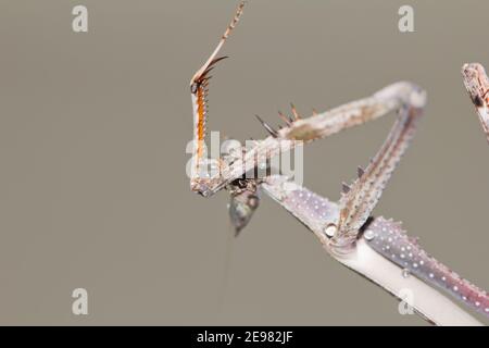African stick mantis (Heterochaeta orientalis Stock Photo - Alamy