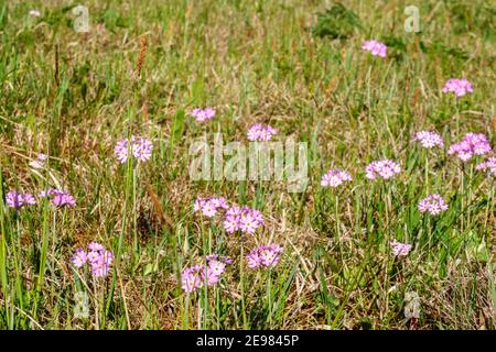 Bird's-eye primrose flowers that bloom on a meadow Stock Photo