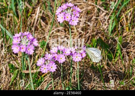 Butterfly on a bird's-eye primrose flower Stock Photo
