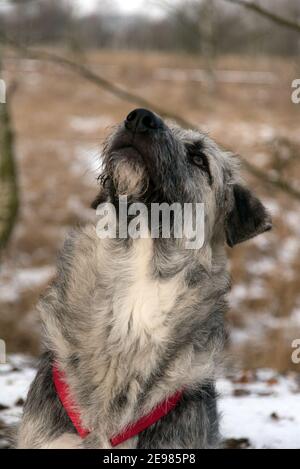 Young Romanian crossbreed dog - Ciobanesc Romanesc Carpatin crossbreed Stock Photo