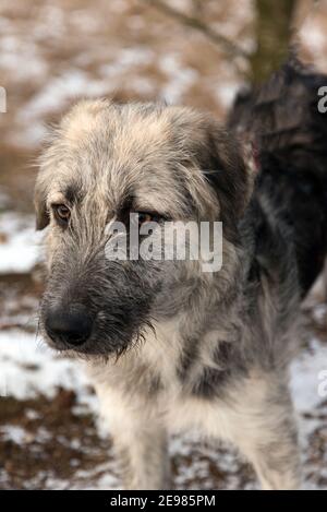 Young Romanian crossbreed dog - Ciobanesc Romanesc Carpatin crossbreed Stock Photo