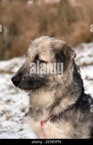 Young Romanian crossbreed dog - Ciobanesc Romanesc Carpatin crossbreed Stock Photo