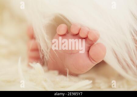 cute newborn's feet on white fur closeup image Stock Photo