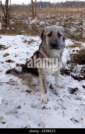 Young Romanian crossbreed dog - Ciobanesc Romanesc Carpatin crossbreed Stock Photo