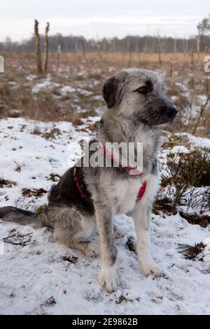 Young Romanian crossbreed dog - Ciobanesc Romanesc Carpatin crossbreed Stock Photo