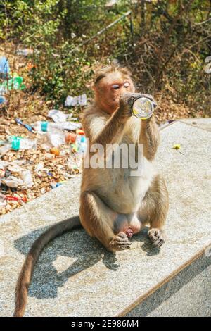 Monkey drinking cool drinks from plastic bottle Stock Photo