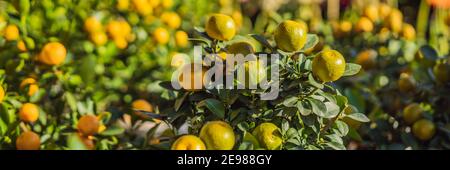 Close up Vibrant orange citrus fruits on a Kumquat tree in honor of the Vietnamese new year. Lunar new year flower market. Chinese New Year. Tet Stock Photo