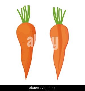 Raw carrot and half part in cartoon style isolated on white background. Ingredient, vegetable with root and green top, close up view. Harvest, market Stock Vector