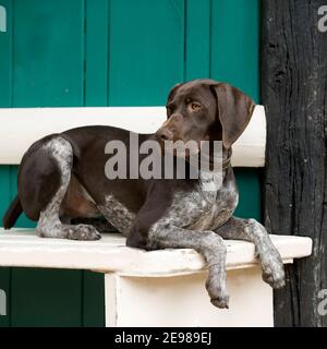german shorthaired pointer dog