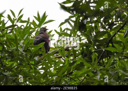 Laurel Pigeon ( Columba junoniae ) resting in a tree, La Galga, La Palma, Canary Islands, Spain, wildlife, Europe. Stock Photo
