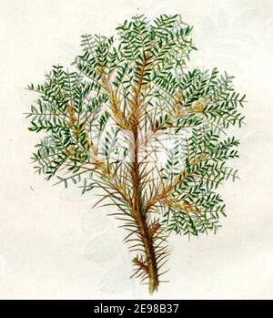 tragacanth, gum tragacanth milkvetch / Astragalus gummifer / Astragalus gummifer / botany book, 1900) Stock Photo