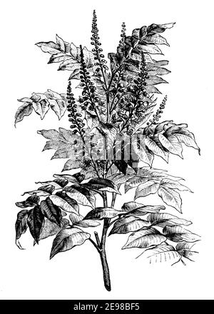 Myroxylon balsamum, Quina / Myroxylon balsamum var. pereirae, Syn. Toluifera Pereirae / Balsambaum, Perubalsam (botany book, 1905) Stock Photo