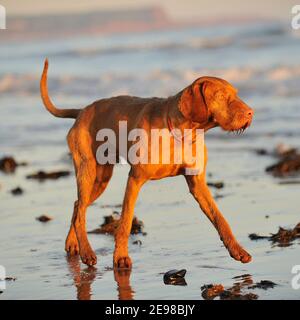 Hungarian Wirehaired Vizsla dog Stock Photo