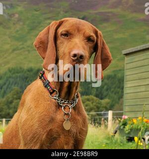 Hungarian Wirehaired Vizsla dog Stock Photo