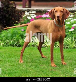 Hungarian Vizsla dog Stock Photo