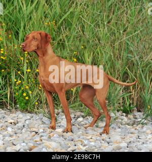 Hungarian Vizsla dog Stock Photo