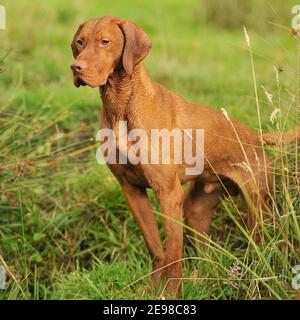 Hungarian Vizsla dog Stock Photo