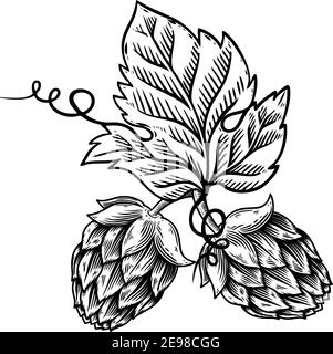 Hop plant with leaves in vintage style. Engraved monochrome sketch for ...