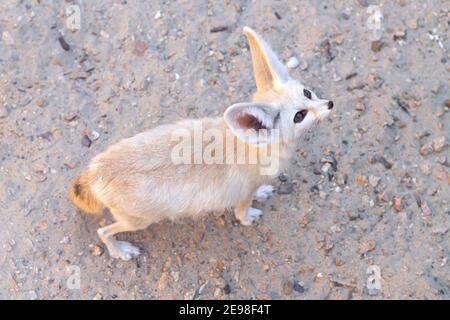 Fennec fox or vulpes zerda wild animal at desert top view Stock Photo