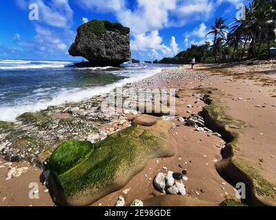 Bathsheba beach east coast of Barbados in St Joseph on the Atlantic coast. Stock Photo