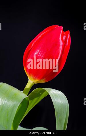 Big red dutch escape tulip flower close up on black background Stock Photo