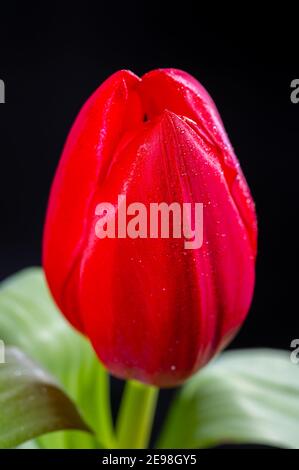 Big red dutch escape tulip flower close up on black background Stock Photo