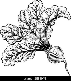 Beet Beetroot Vegetable Woodcut Illustration Stock Vector