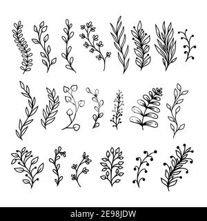 Set Hand-Drawn Sketchy Doodles of Leaves, Plants, and Flowers Vector Stock Vector