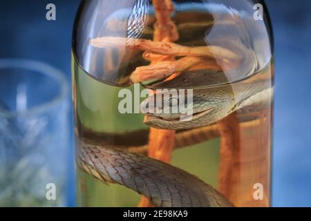 Vietnamese vodka with snake and ginseng root. Snake inside a bottle of Rice Wine a medical remedy in Vietnam. Medicated spirit. Snake Alcoholic Drink. Stock Photo