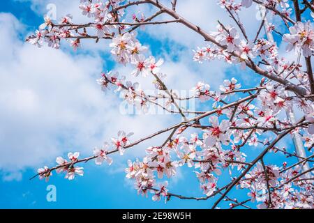 A flowering tree from the spring season. Close-up view of pink flowers. Stock Photo