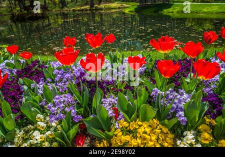 Bright red tulips and pansies and violas of different colors growing together in a garden with a pond in the background on a sunny day in springtime Stock Photo