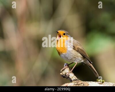 Robin in mid Wales Stock Photo