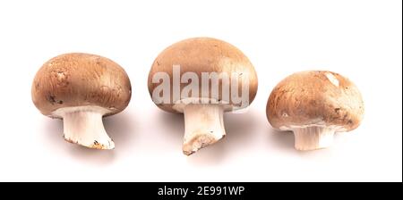 Baby Portobello Mushrooms Isolated on a White Background Stock Photo