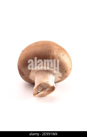 Baby Portobello Mushrooms Isolated on a White Background Stock Photo