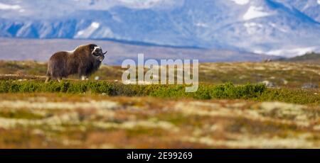 Buey almizclero,Parque Nacional Dovrefjell, Noruega Stock Photo
