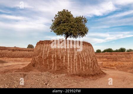 An isolated tree in the middle of a large excavation on a small island. Environment concept Stock Photo