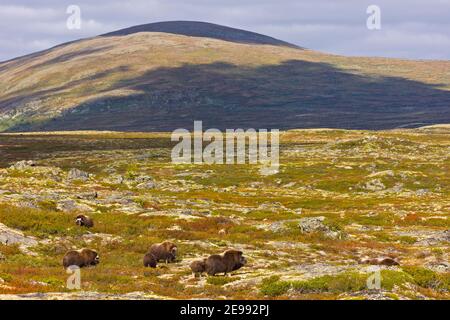 Buey almizclero,Parque Nacional Dovrefjell, Noruega Stock Photo