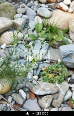 Plantago sempervirens plant in a river bed Stock Photo