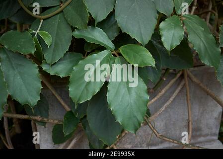 Tetrastigma voinierianum branch close up Stock Photo