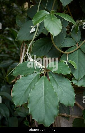 Tetrastigma voinierianum branch close up Stock Photo