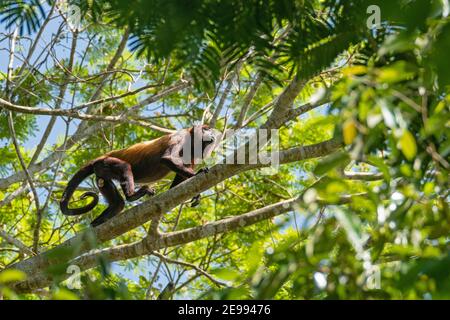 Male Guyanan red howler monkey (Alouatta macconnelli) climbing tree, Brownsberg Nature Park, nature reserve in Brokopondo District, Suriname Stock Photo