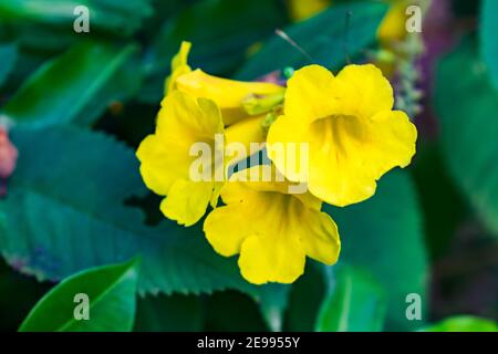 indian Tecoma stans yellow flower with leaf looking awesome. Stock Photo