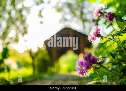 beautiful garden and pink flower in the foreground. Stock Photo