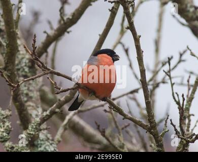 EURASIAN BULLFINCH on ground serching for food Pyrrhulla pyrrhula Stock Photo