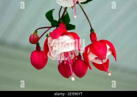 fuchsia, cultivated flower, hanging, deep rose, white, close-up, delicate, tender perennial, Onagraceae family, nature Stock Photo
