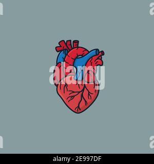 Human heart vector illustration for Heart Day on September 29 Stock Vector