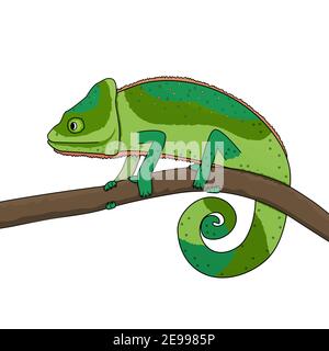 A green chameleon moves along a branch of a tree or plant. Animal is isolated on white background Stock Vector