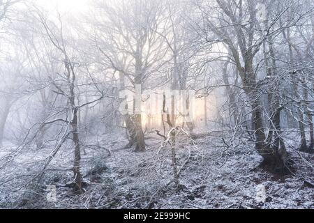 Trees in winter snow and mist with the sun shining through, Llanfoist, Wales, UK Stock Photo